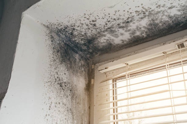 Affordable Mold Cleanup solutions in Suffolk, VA